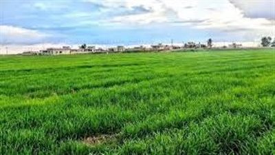 قضاء المنصور أرض التاريخ والجمال
