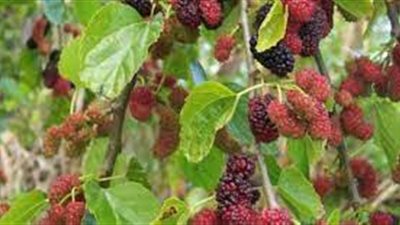 ما الموقع المناسب لزراعة التوت 