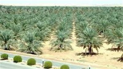 خطوات زراعة شجرة النخيل 