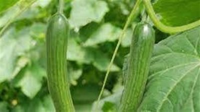خطوات زراعة الخيار في المنزل