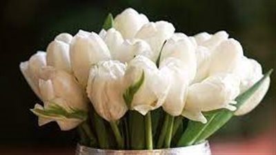 ما هي دلالات التوليب الابيض