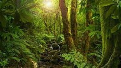 ما هي تأثيرات المخاطر على غابة الأمازون