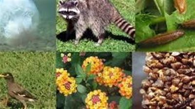 ما هي فوائد المحافظة على التنوع الحيوي