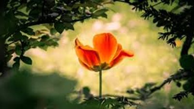 أجمل مقولات العلماء عن الحياة