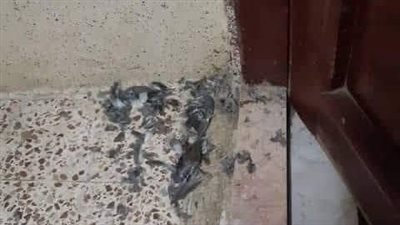 رواية العروس الجديدة