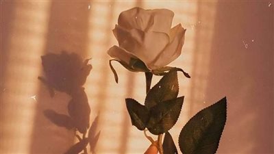 يقول شاب خرجت من الجامعه