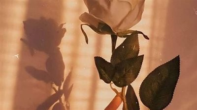 روايه ذات الوجه الجميل كامله الفصل الثالث بقلم رويدا عرفه 
