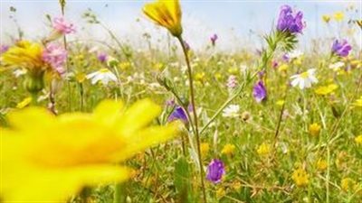 روايه الزوج المچنون كامله 