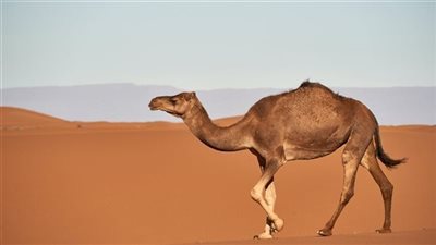 الوضوءِ بعد أكل لحم الإبل