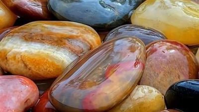 البقره والسلطان 