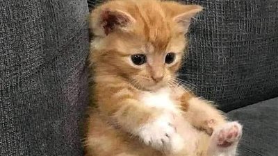 عيون معصوبه بقلم ډفنا عمر