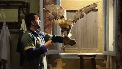 قصة مسلسل الصقر