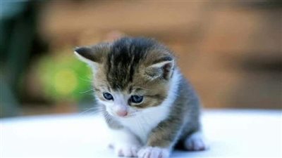 خيار اجبارى بقلم زهره الربيع 